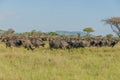 Tanzania - Serengeti National Park Royalty Free Stock Photo