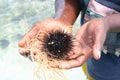 Sea urchin on the palms