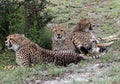 Trio of Cheetah`s in the Sarengeti Royalty Free Stock Photo