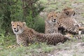 Trio of Cheetah`s in the Sarengeti Royalty Free Stock Photo