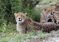 Trio of Cheetah`s in the Sarengeti