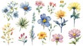 Tanzanian Floral Collection: Watercolor Blooms on a Clean White Background .
