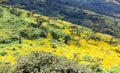 Tanzanian flowering valley Ngorongoro Crater Conservation Area Royalty Free Stock Photo