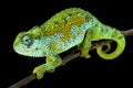 Tanzanian Montane Dwarf Chameleon (Trioceros sternfeldi) male Royalty Free Stock Photo