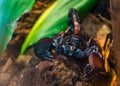 Tanzanian red clawed scorpion in closeup, beautiful tropical arthropod specie from africa