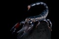 Tanzanian Red Clawed Scorpion Pandinus cavimanus