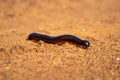 Tanzanian red-legged millipede walking over sandy track Royalty Free Stock Photo