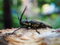 Taon-jacques - Batocera rufomaculata famille Cerambycidae comme le capricorne