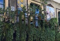 A lot of long green sprouts of succulents hang from the balcony. Low-angle view. Charming decoration of balcony Royalty Free Stock Photo