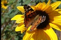 Taos butterfly sunflower magic Royalty Free Stock Photo