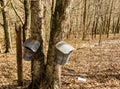 Two Buckets on Maple Tree Collecting Sap - 2 Royalty Free Stock Photo