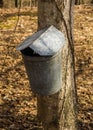 Bucket on Maple Tree Collecting Sap Royalty Free Stock Photo