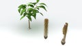 Tap Root Royalty Free Stock Photo