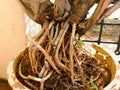 Tap root system in Areca palm tree Royalty Free Stock Photo