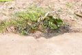 Tap water seeps from blue pipe buried underground beside concrete road. Royalty Free Stock Photo