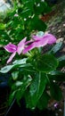 Tapak dara (Catharanthus roseus)