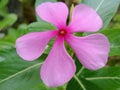The tapak dara flower has purple petals and looks very beautiful