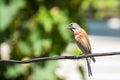 Tapdog, creeper, bird of the passerine family sitting on the wire and looking close up Royalty Free Stock Photo