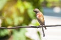 Tapdog, creeper, bird of the passerine family sitting on the wire and looking close up Royalty Free Stock Photo