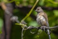 Tapdog, creeper, bird of the passerine family sitting on the wire and looking close up Royalty Free Stock Photo