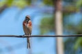 Tapdog, creeper, bird of the passerine family sitting on the wire and looking close up Royalty Free Stock Photo