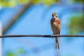 Tapdog, creeper, bird of the passerine family sitting on the wire and looking close up Royalty Free Stock Photo