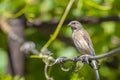 Tapdog, creeper, bird of the passerine family sitting on the wire and looking close up Royalty Free Stock Photo