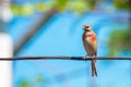 Tapdog, creeper, bird of the passerine family sitting on the wire and looking close up Royalty Free Stock Photo