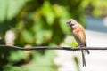 Tapdog, creeper, bird of the passerine family sitting on the wire and looking close up Royalty Free Stock Photo