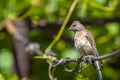 Tapdog, creeper, bird of the passerine family sitting on the wire and looking close up Royalty Free Stock Photo