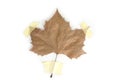 Taped dried up maple leaf. Ecology concept.Save the planet