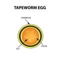 Tapeworm egg. Infographics. Vector illustration on isolated background.