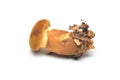 Tapinella atrotomentosa mushroom