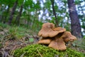 Tapinella atrotomentosa mushrooms