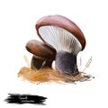 Tapinella atrotomentosa, roll rim or velvet footed pax mushroom closeup digital art illustration. Boletus has walnut brown color