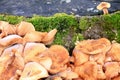 Tapinella panuoides autumn mushroom growing on dead tree trunk
