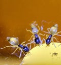 Tapinoma melanocephalu Macro photo ghost ant Drinking honey Royalty Free Stock Photo