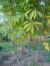 Tapioca farm at home yard