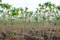 Tapioca farm plant