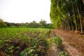 Tapioca farm, potato farm growth . on soil. Agriculture Concept