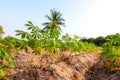 Tapioca farm, potato farm, tapioca plantation, agriculture background