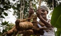 Tapioca farmer in india