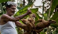 Tapioca farmer in india