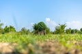 Tapioca fields. Grow cassava. preparing for Cassava field planting. Bunches of breeding sapling of cassava in plant