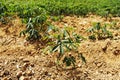 Tapioca fields on natural background. Grow cassava. Season of planting cassava. Mixed garden between cassava