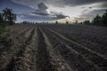 Tapioca fields replacing rice fields in Asia. Cash crop rather than sustainable crops