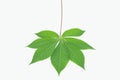 Tapioca leaf on white background Royalty Free Stock Photo