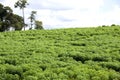 Tapioca Plantation