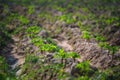 Tapioca Plants or Cassava leaves Growing in ranch