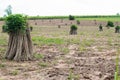 Tapioca Plants Cassava.